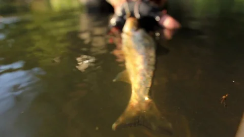 Trout caught on artificial bait Stock Footage 105204808