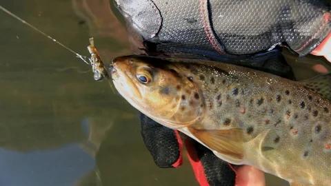 Trout caught on artificial bait Stock Footage 105204860