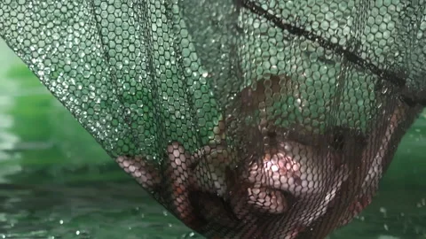 Trout caught in a net in the pool Stock Footage 168283488