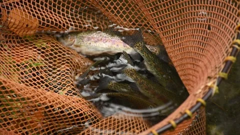 Trout caught from the pond splashing in the net Video stock 144909730