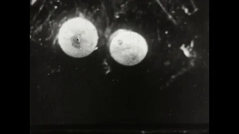 Trout Development Stock Footage 83612250