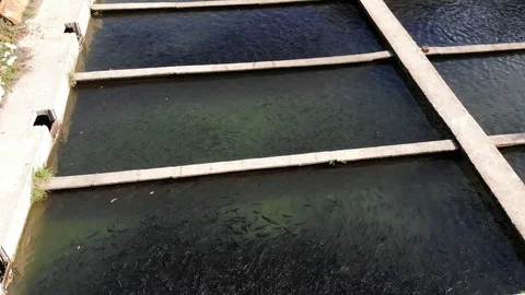 Trout Farm Stock Footage 119468384