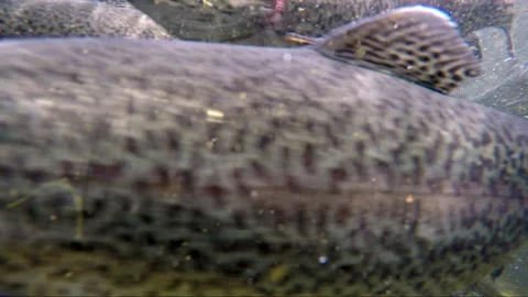 Trout farming in the fish pond Stock Footage