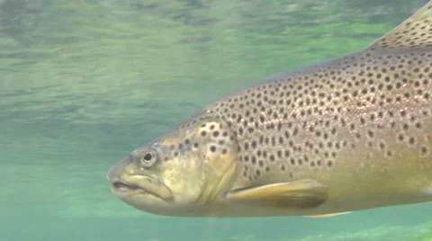 Trout feeding underwater Stock Footage 46501009
