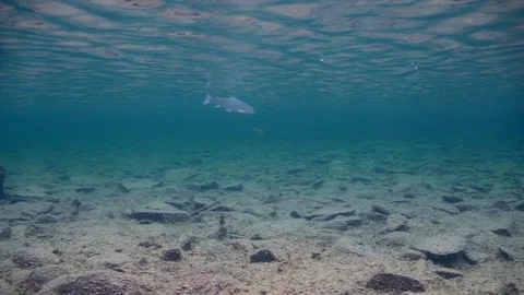 Trout feeds on insects that have fallen to the surface of the water. Underwater Stock Footage 101899391