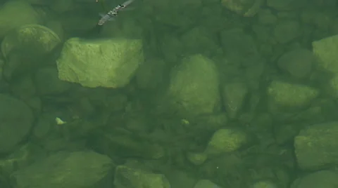 Trout fish are feeding on the surface of the river Stock Footage
