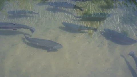 Trout fish in an artificial pond in a farm. Breeding of trout for food industry. Stock Footage