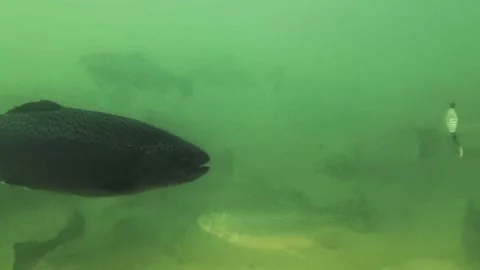 Trout fish farm Stock Footage 216562790