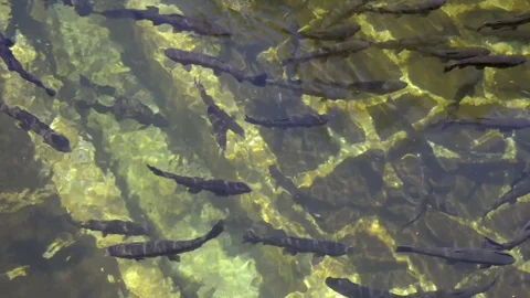 Trout fish farm. top view Stock Footage 80139468