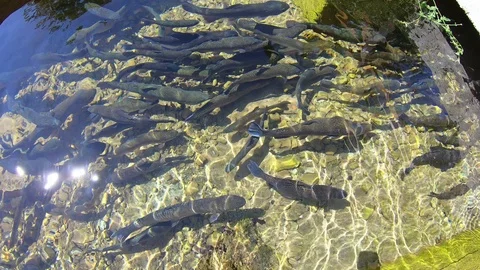 Trout in a fish hatchery Stock Footage 114495769