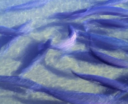 Trout In Fish Hatchery Foto stock