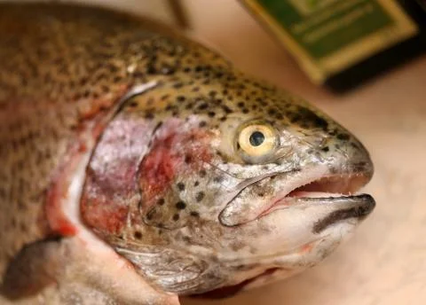 Trout fish head Stock Photos
