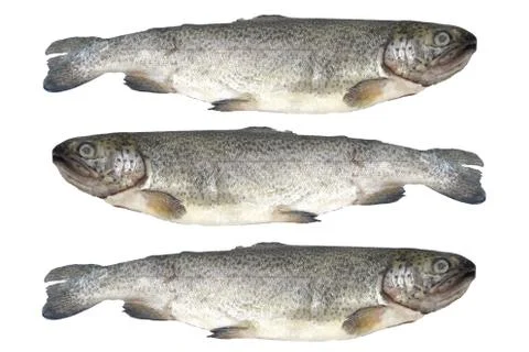 Trout fish isolated on white background Stock Photos