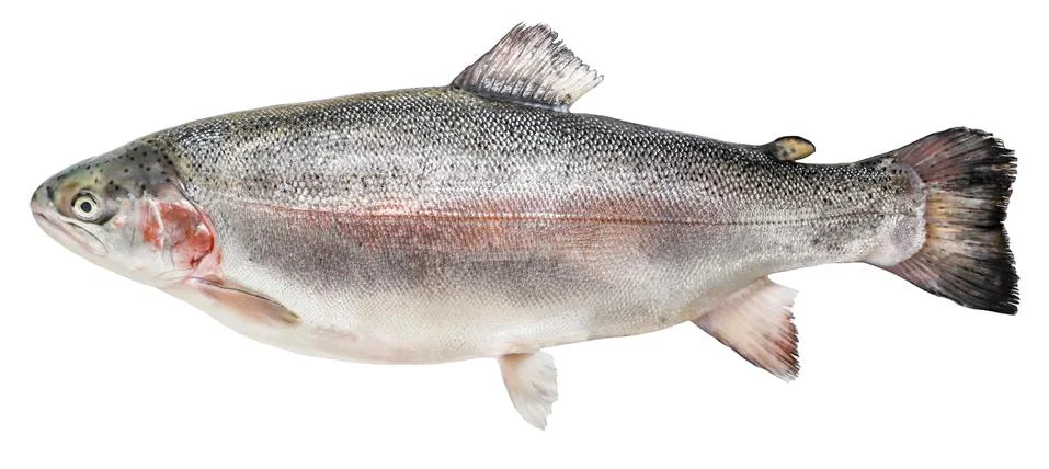 Trout fish isolated on white background Stock Photos