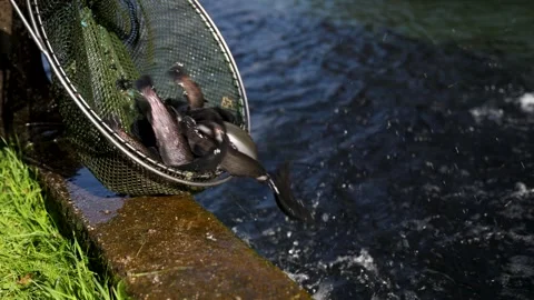 Trout fish in the net Vídeos de archivo 289681524