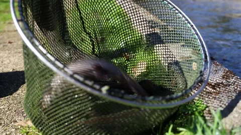 Trout fish in a net Stock Footage 289682487