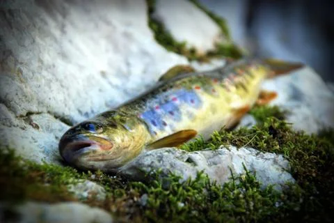Trout fish Foto stock