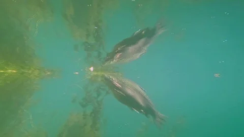 Trout fish taking food from the surface of the lake, taken from the water Stock Footage 117313502