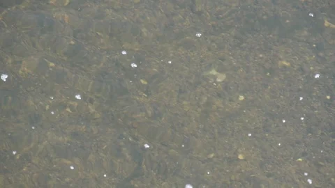 Trout fish underwater Stock Footage 94754453