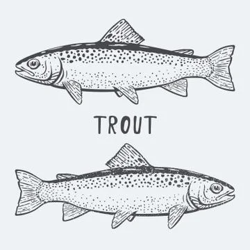 Trout fish vector illustration Stock Illustration