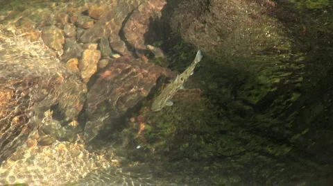 Trout Vidéo 1044059