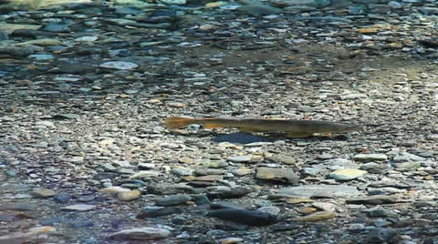 Trout Stock Footage 22664374