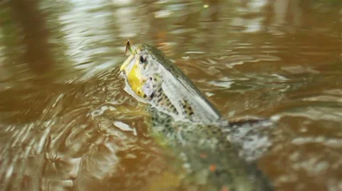 Trout Vídeo Stock 33757569