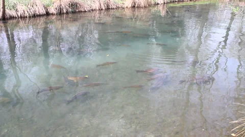 Trout 動画素材 36488658