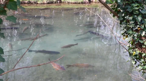 Trout 動画素材 36498349