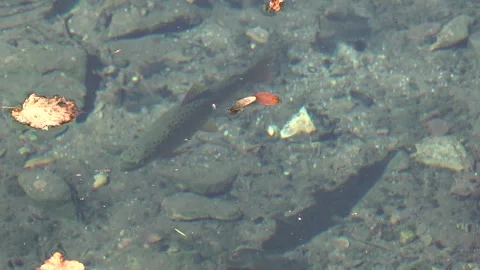 Trout in the fresh clean mountain river Video stock 333457208