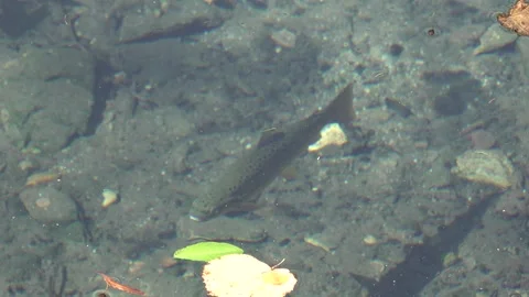 Trout in the fresh clean mountain river Video stock 333457259