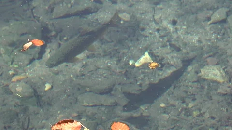 Trout in the fresh clean mountain river Video stock 333457273
