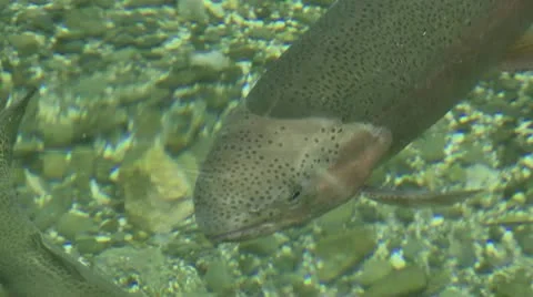 Trout in freshwater pool Stock Footage 10591595