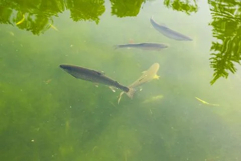 Trout gracefully glide through the tranquil waters of a peaceful pond, whic.. Stock Photos