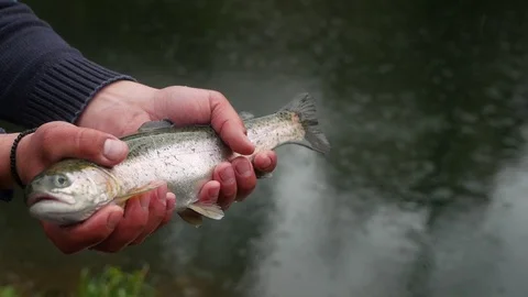 Trout in the hands Stock Footage 107659181