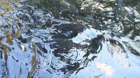 Trout in Hatchery 1 Stock Footage 32241296