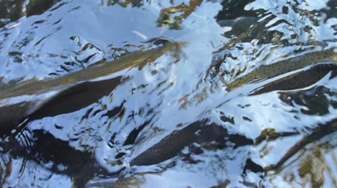 Trout in Hatchery 2 Stock Footage 32241363