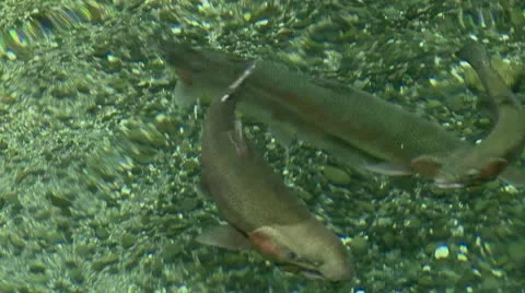 Trout Hatchery Stock Footage 10591585