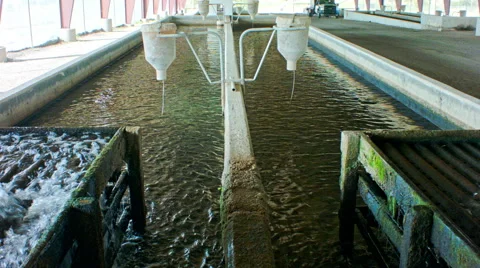 Trout Hatchery Tanks Full Stock Footage 56586414