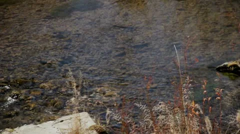 Trout HD9670 Stock Footage 12467815