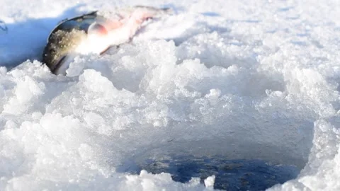 Trout by the ice hole Stock Footage 265603018