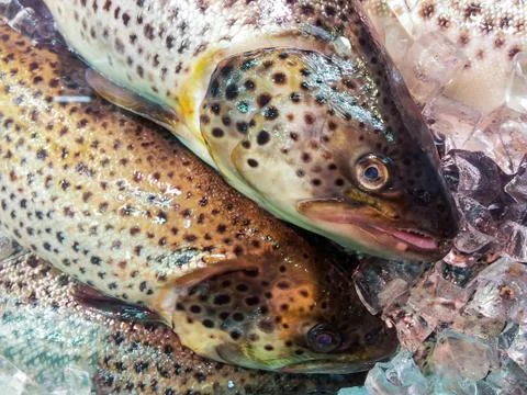 Trout in ice Stock Photos