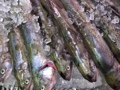 Trout on ice Foto stock