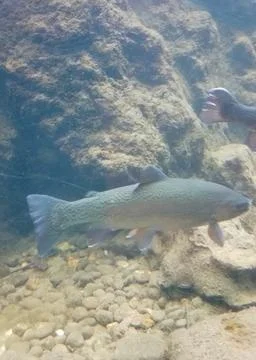Trout in its aquarium at the Bugue Aquarium Stock Photos