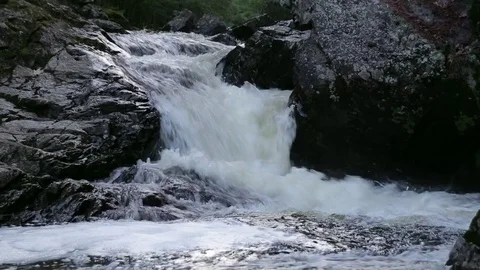 Trout Jumping up Waterfall Stock Footage 79589052