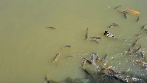 Trout in a lake Stock Photos