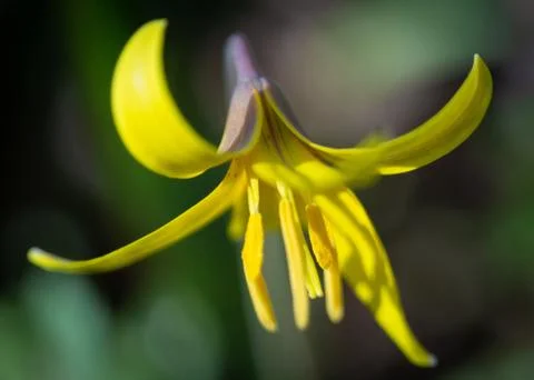 Trout Lily 스톡 사진