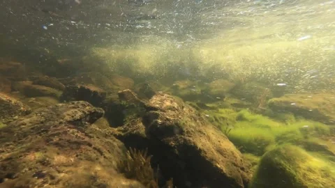 Trout Main Brook Newfoundland Video stock 185653664