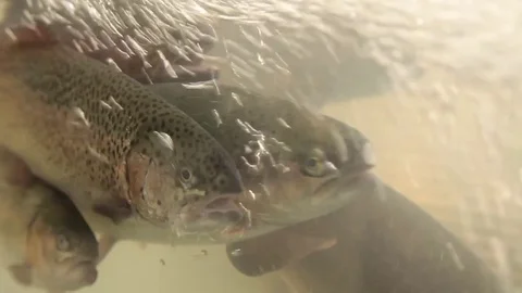 Trout in the market Stock Footage 85363221