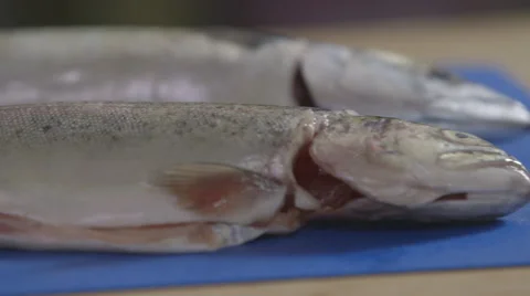 Trout; pan close-up Stock Footage 64055849